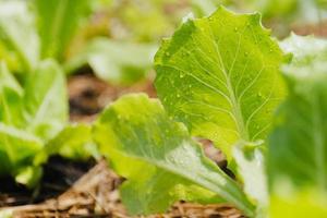 Close up of fresh green lettuce plant with water drop. photo