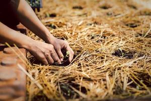agricultor plantando brotes jóvenes en suelo fértil y paja de arroz en vivero de plantas. foto
