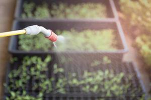 Farmer watering baby green sprouts in Nursery tray. photo