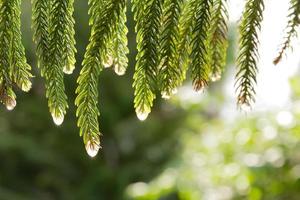 Drop of rain on a pine tree in the garden. photo