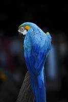 hermosa pluma de pájaro guacamayo azul glod donde se posan en la rama seca