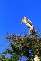 cigüeña pintada de pie sobre un nido de pájaro foto