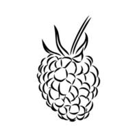 raspberry vector sketch