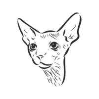 sphinx cat vector sketch