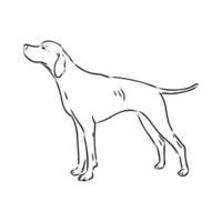 pointer dog vector sketch