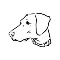 pointer dog vector sketch