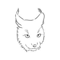 lynx vector sketch