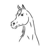 dibujo vectorial de caballo árabe vector