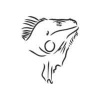 dibujo vectorial de iguana vector