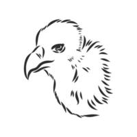 vulture vector sketch