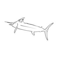 marlin fish vector sketch