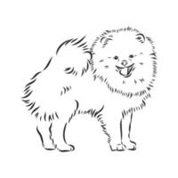 pomeranian vector sketch