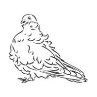 purebred pigeon vector sketch