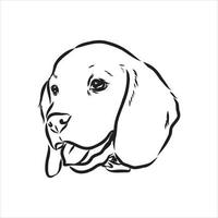 beagle dog vector sketch