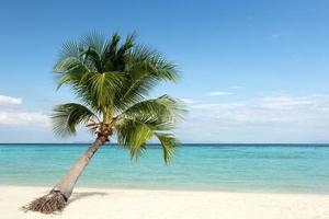 Palm tree on white sandy beach with blue sky and ocean. photo