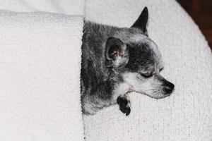 Portrait of chihuahua dog sleeping under blanket at home. photo