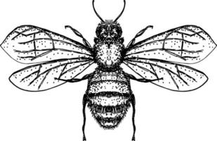 dibujo de abeja melífera grabado ilustración de insecto vector