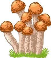 Edible mushrooms honey agarics. Hand drawn armillaria mellea edible fungus. Sketch style natural organic vitamin food. Healthy vegetarian gourmet ingredient vector