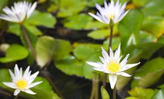 White water lily on the leaves and natural pool background. lotus flower.