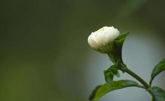 White jasmine buds on smooth green background. Fragrant flowers. photo