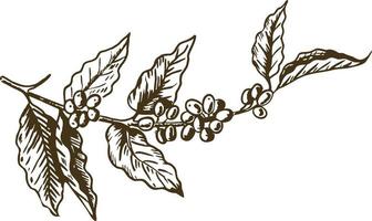 Coffee tree with beans coffea sketch and colorless image, leaves and coffee beans organic plant vector