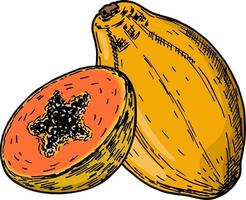 ilustración vintage de vector de fruta de papaya. fruta tropical botánica.