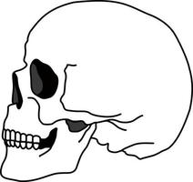 Skull bone face. Side view. Skull icon. Black and white cartoon smiling cute human skeleton head,  vector illustration. Spooky skeleton dead head sketch