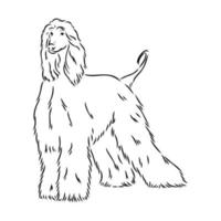 afghan hound vector sketch