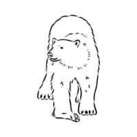 polar bear vector sketch