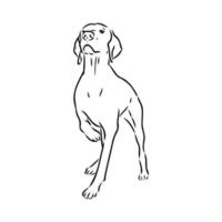 pointer dog vector sketch