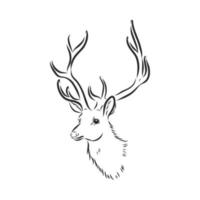 deer vector sketch