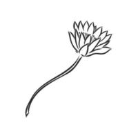 decorative flower vector sketch