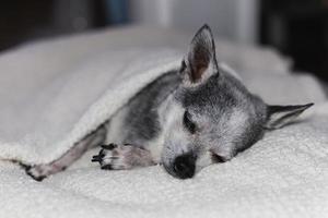 retrato de perro chihuahua durmiendo bajo una manta en casa. foto