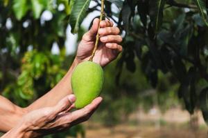 Farmer hand holding young green mango on tree branch. photo