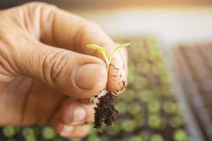 Close up farmer's hand holding microgreens sprouts in garden. photo