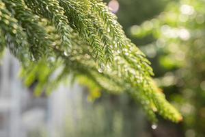 Drop of rain on a pine tree in the garden. photo