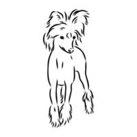 chinese crested dog vector sketch