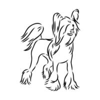 chinese crested dog vector sketch