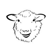 sheep vector sketch