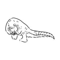 pangolin vector sketch