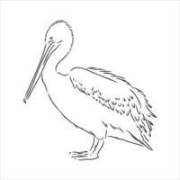 pelican vector sketch