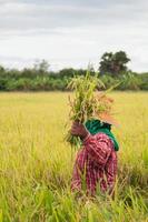 Asian farmers harvesting organic paddy rice in Thailand. photo