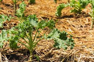 Green curly kale plant in organic vegetable garden farm. photo