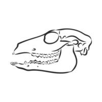 dinosaur skeleton vector sketch