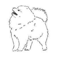 pomeranian vector sketch