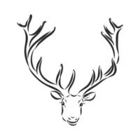 deer vector sketch