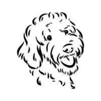 australian poodle vector sketch