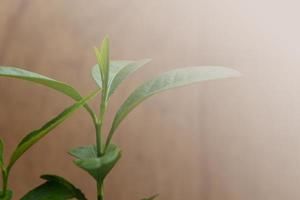 Blurred image of green plant on wooden background for text photo