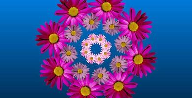 Mirror flower kaleidoscope. Purple, pink and white daisies. photo