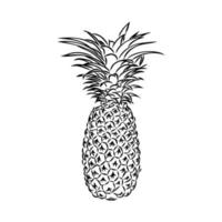 dibujo vectorial de piña vector